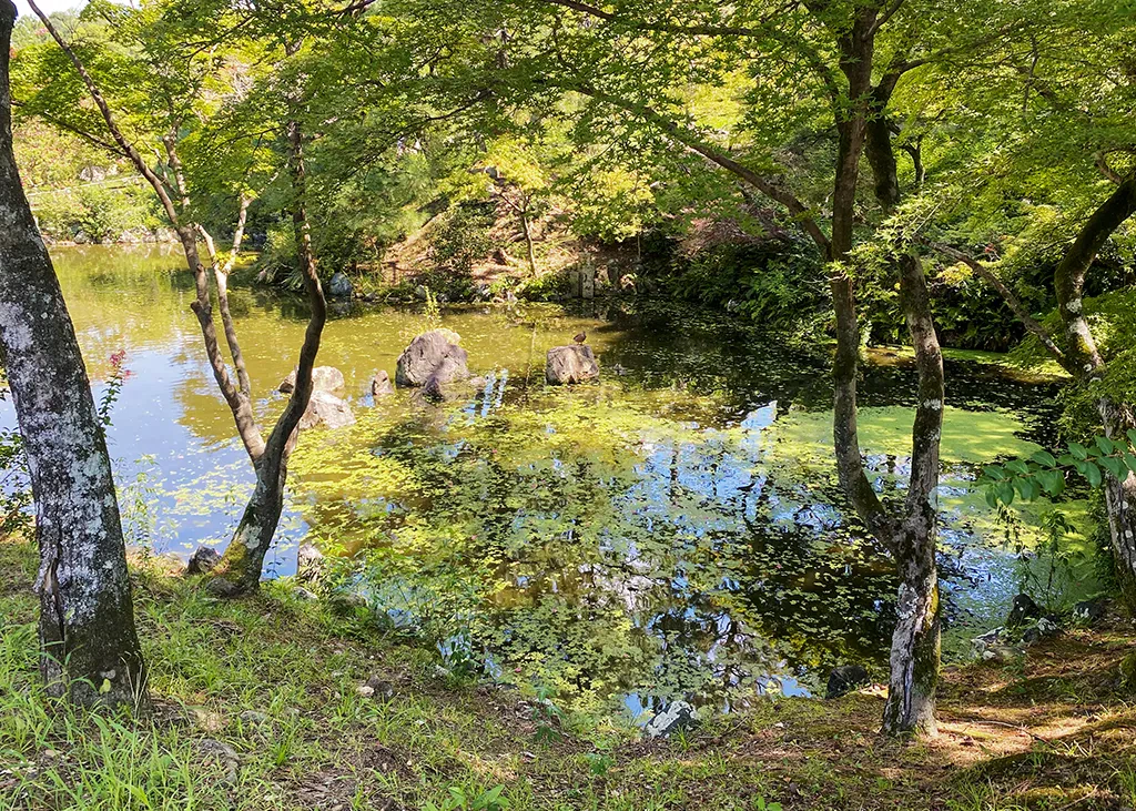 円山公園の池に住んでいる2匹の鴨。