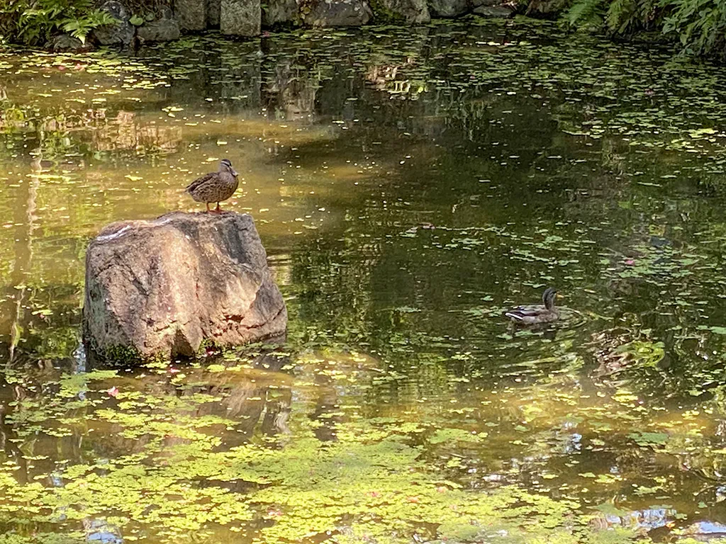 円山公園の池に住んでいる2匹の鴨。