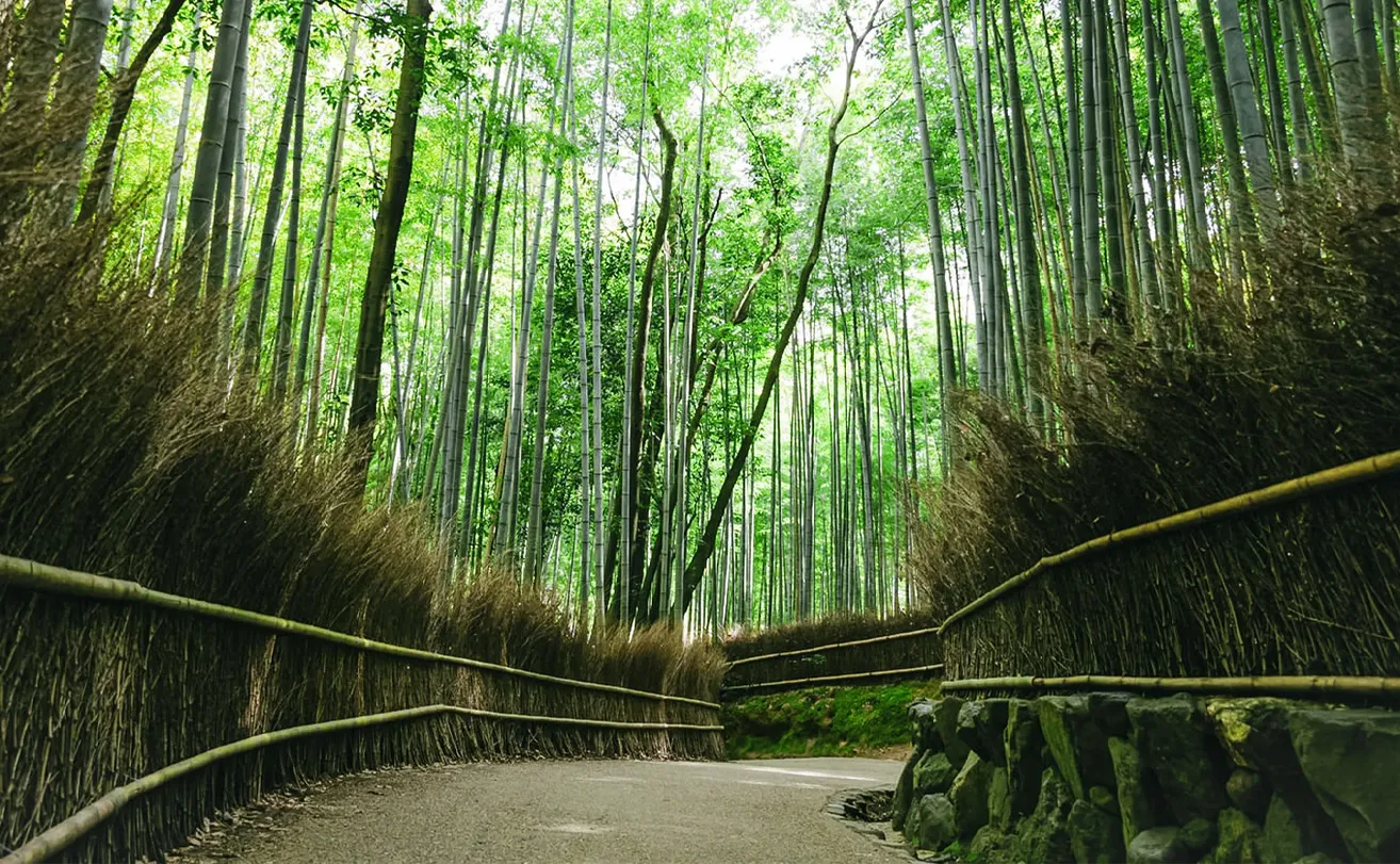 The iconic Arashiyama Bamboo Grove path in Kyoto.