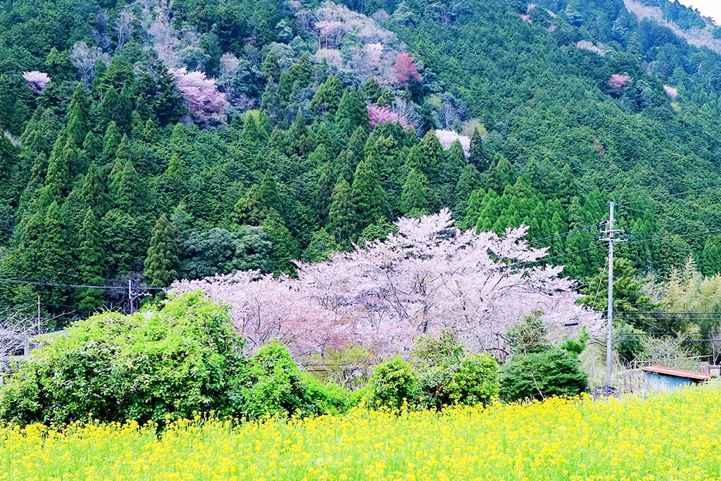 A tour to Oinosaka Pass and local foot baths