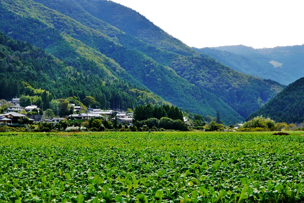 大原エリア